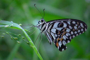 Cute butterfly on the flower plant