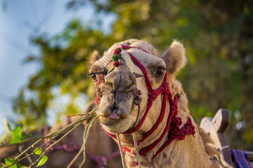 Portrait of a Desert Camel