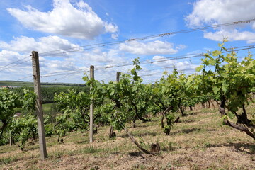 Fototapeta na wymiar Growing grape wine. View of the vineyard. Grapevine. South Moravia in the Czech Republic. Blue sky with clouds.