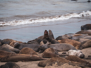 Elephant Seal pups fighting on the Beach
