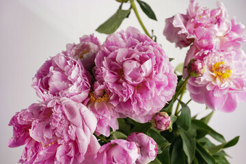 Bouquet of Pink Peonies closeup on white background, vintage color correction