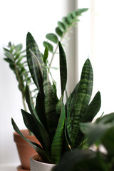 Several different potted plants stand on the windowsill. Indoor plant growing. Urban jungle in the interior. Garden in the apartment.