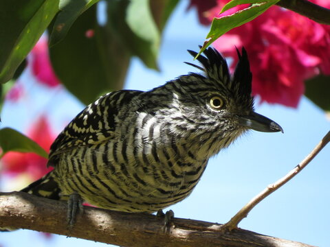 bird on a branch
