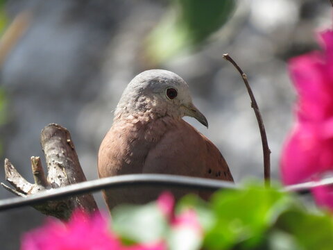 bird