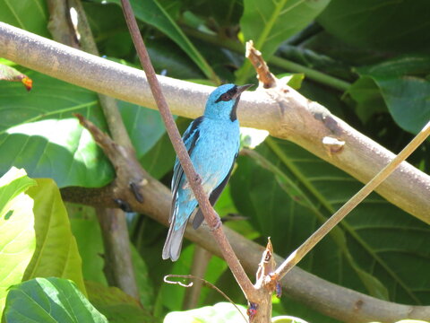 blue bird on branch