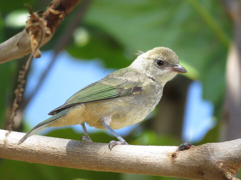 a bird