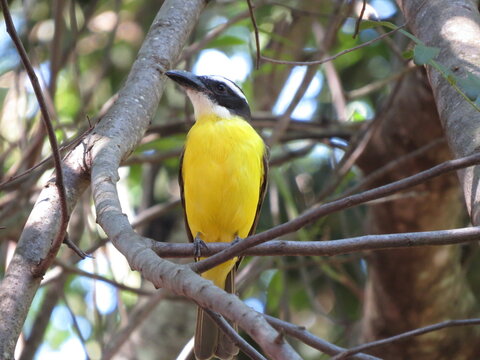 bird