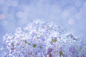 Fresh flowers lilac