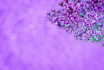 Fresh flowers lilac