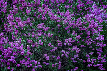 Fresh flowers lilac