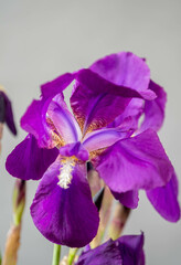 Close up purple iris on a gray background.