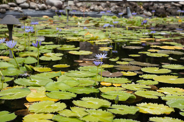 Water lily in the pond