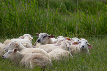 Flock of sheep on fresh green meadow