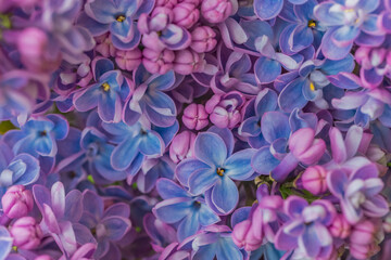 Fototapeta premium Lilac flowers close up as a natural background, texture
