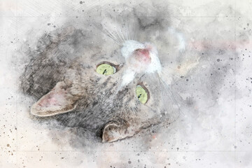 Digitally enriched photograph of a green eyed grey tabby rolling around and looking cute. This photosketch technique creates a faux watercolour effect giving the image an overall artistic impression.