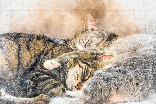 Digitally enriched photograph of a brown and a grey tabby cat cuddled up together. This photosketch technique creates a faux watercolour effect giving the image an overall artistic impression.