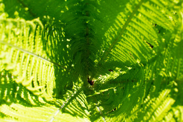 Beautiful fern leaf texture in nature. Natural ferns background Fern leaves Close up ferns nature. Fern plants in forest. Background of the ferns Nature concept.