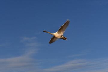 Mute Swan in flight against a blue summer sky