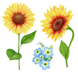 Set of sunflower isolated on white with blue flowers. Watercolor Sunflower clipart, Floral clip art, Sunflower watercolor digital summer clipart