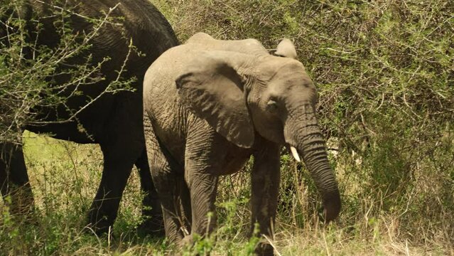 View from the front of a small baby elephant, contentedly walking in a meadow in an African shroud and chewing grass with pleasure.
Elephant in the wild