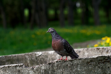 pigeon, bird close-up, beautiful dove