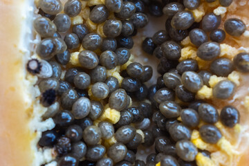Macro black seeds of unripe papaya close-up.