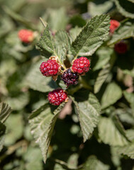 berries of blackberry