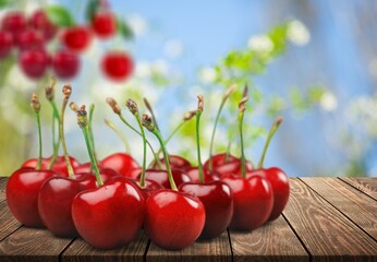 Branch of ripe cherries and tree in a garden
