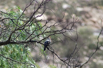 Phytotoma Rutila o Cortarramas de Maimará