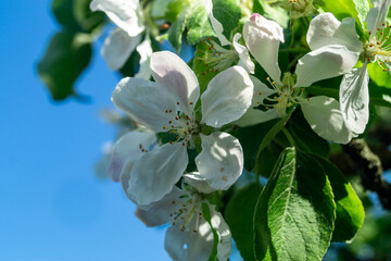 white flowers