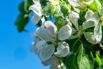 blooming apple tree