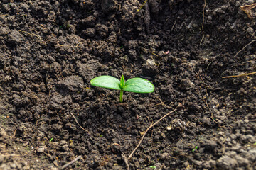 sprout in soil