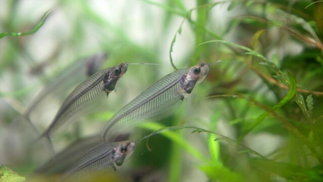 This close up, underwater video shows transparent glass catfish (Kryptopterus vitreolus) fish swimming in water. 