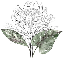 Watercolor tropical clipart and line art. Composition with tropical leaves, pink flowers on white background. Can be used for greeting cards, wedding invitations, textile, fabric, poster, print.