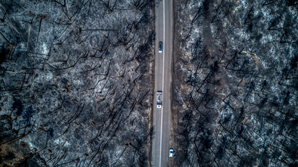 Aerial view of burnt trees