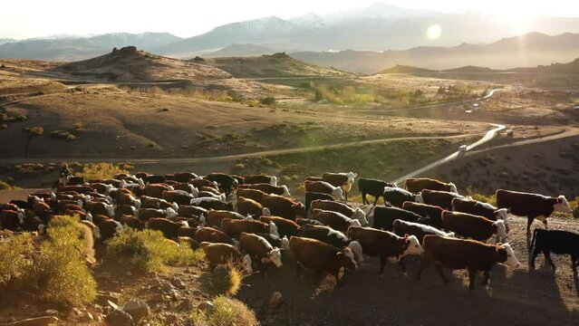 Livestock industry. View of two horse riders herding a group of cows across the mountains and desert at sunset. Beautiful lens flare.  