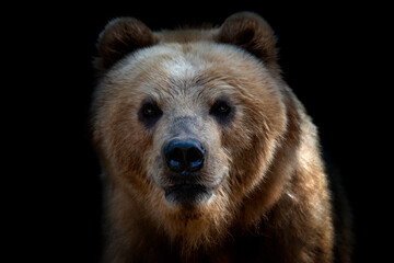 Front view of brown bear isolated on black background. Portrait of Kamchatka bear (Ursus arctos beringianus)