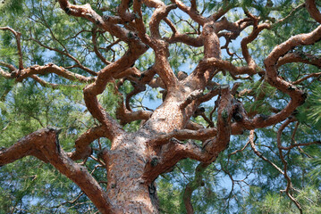 大覚寺　境内の赤松　京都市右京区嵯峨