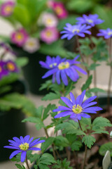 Anemone nemorosa Blue Queen blossoms in the garden in spring