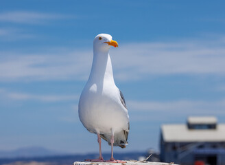 seagull on the pier