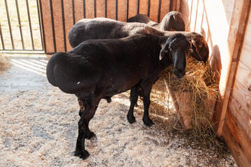 Hissar breeds. Chicken breed of meat and fat sheep.