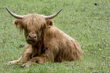 vache couch&eacute;e
