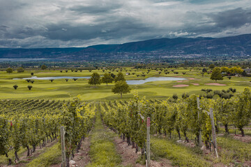 Fototapeta premium Kelowna vineyards. Vineyard landscape in British Columbia, Kelowna, Canada
