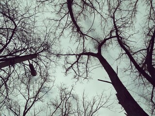 Branches and sky