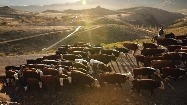 Cattle industry. View of two gauchos riding horses, herding a group of cows and calves, across the mountains and desert at sunset in Patagonia. Beautiful lens flare.  