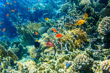 Naklejka na ściany i meble Different tropical fish at coral reef in the Red sea in Blue lagoon, Sinai peninsula in Egypt