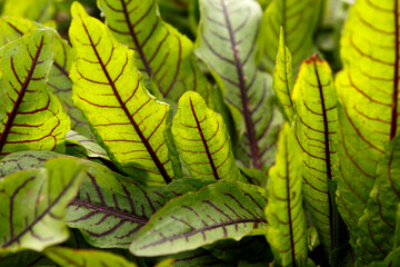 Rumex patientia or Rumex sanguineus. Sorrel is blood-red in the open ground. Large oblong-lanceolate green leaves with purple pronounced veins