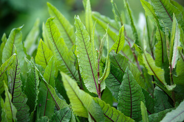 Rumex sanguineus. Sorrel is blood-red in the open ground. Large oblong-lanceolate medium green leaves with purple pronounced veins