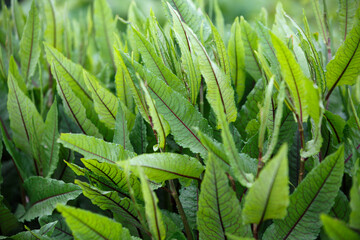 Obraz premium Rumex sanguineus. Sorrel is blood-red in the open ground. Large oblong-lanceolate green leaves with purple pronounced veins