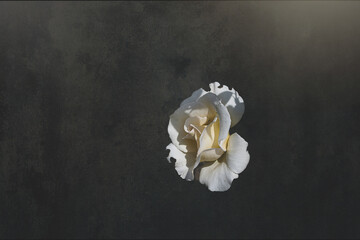  delicate white rose in the garden against a dark background in the rays of the sun